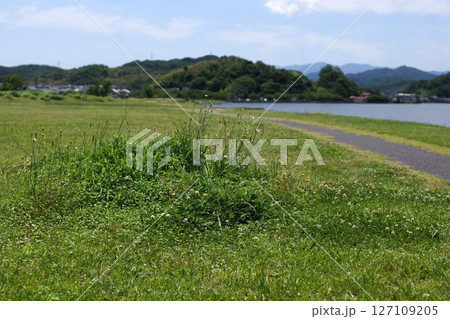 鳥取　四季の散歩　夏　湖山池　ナチュラルガーデン 127109205