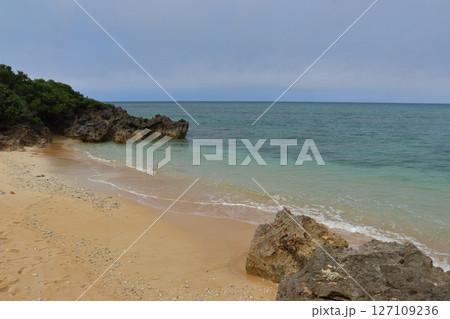 波照間島南浜の毛原崎ハマシタン群落 127109236