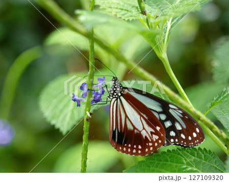 花の蜜を吸うアサギマダラ 花の蜜を吸うアサギマダラ 127109320