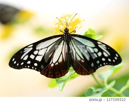 花の蜜を吸うアサギマダラ 花の蜜を吸うアサギマダラ 127109322