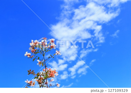 アベリアの花と雲 127109329