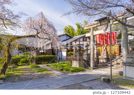 京都山科 花山稲荷神社 おゆき桜 京都山科 花山稲荷神社 おゆき桜 127109442