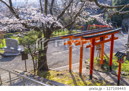 京都山科 大石稲荷大神 桜 京都山科 大石稲荷大神 桜 127109443