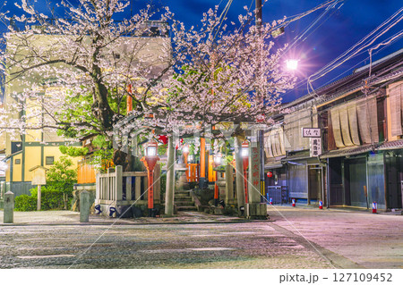 京都　祇園白川　辰巳大明神　満開の夜桜 127109452