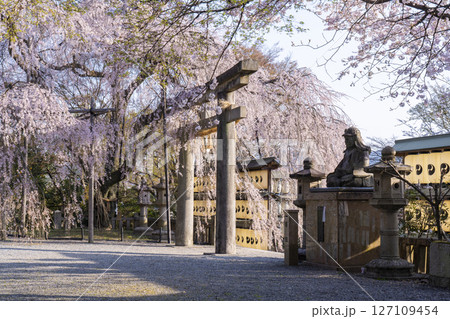 大石神社のしだれ桜(京都市山科区) 大石神社のしだれ桜(京都市山科区) 127109454