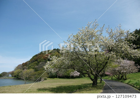 鳥取　四季の散歩　春　青島 127109473