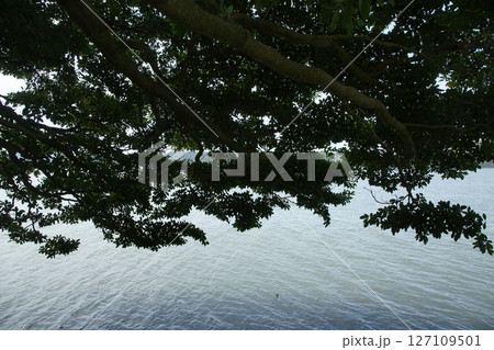 鳥取　四季の散歩　春　青島 127109501