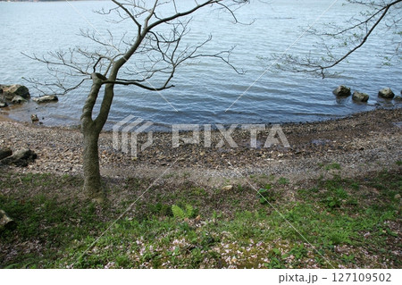 鳥取　四季の散歩　春　青島 127109502