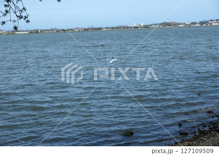 鳥取　四季の散歩　春　青島 127109509