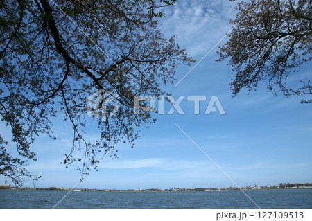 鳥取　四季の散歩　春　青島 127109513