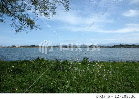 鳥取　四季の散歩　春　青島 127109530