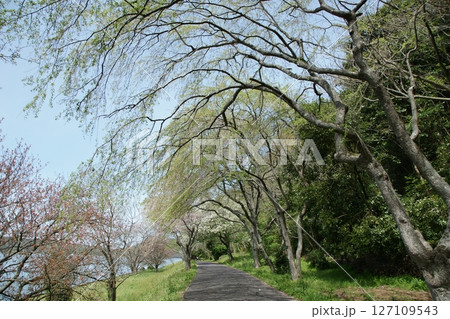 鳥取　四季の散歩　春　青島 127109543