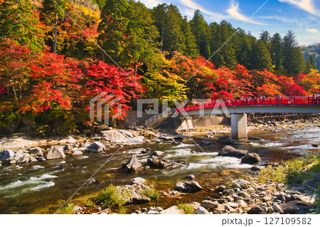 巴川沿いの美しい紅葉風景・香嵐渓 巴川沿いの美しい紅葉風景・香嵐渓 127109582