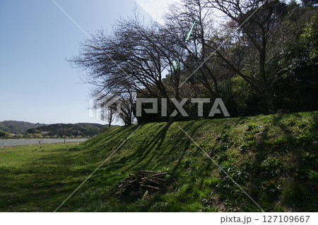 鳥取　四季の散歩　春　青島 127109667