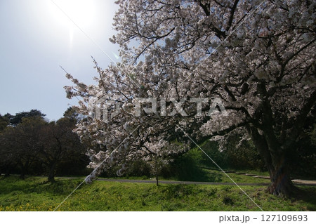 鳥取 四季の散歩 春 青島 鳥取 四季の散歩 春 青島 127109693