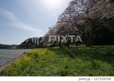 鳥取　四季の散歩　春　青島 127109700