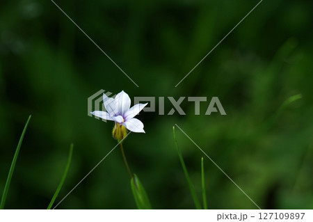 鳥取　四季の散歩　春　青島 127109897