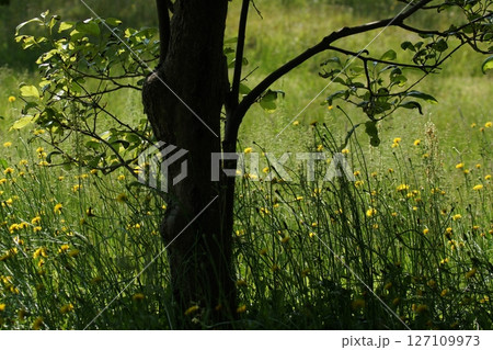 鳥取　四季の散歩　春　青島 127109973