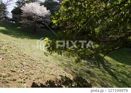 鳥取　四季の散歩　春　青島 127109979