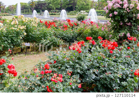 神戸市の須磨離宮公園にある庭園の満開のバラと噴水 127110114