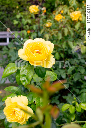 神戸市の須磨離宮公園にある庭園の満開のバラ 127110123