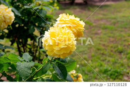 神戸市の須磨離宮公園にある庭園の満開のバラ 127110128