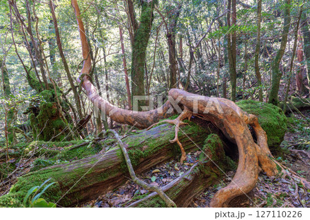 屋久島白谷雲水峡 緑の苔と赤いヒメシャラ(秋 屋久島白谷雲水峡 緑の苔と赤いヒメシャラ(秋 127110226