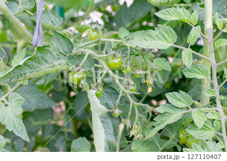 菜園のまだ青いトマト 菜園のまだ青いトマト 127110407