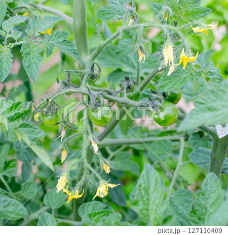 菜園のまだ青いトマト 127110409