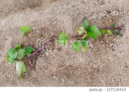 植栽したばかりのさつまいものツル 127110410