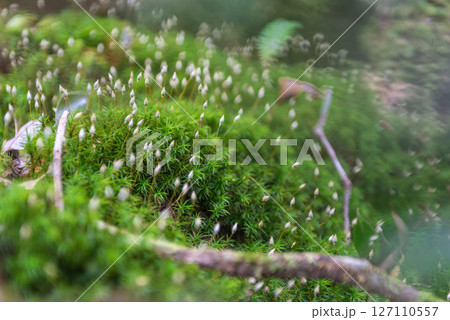 屋久島白谷雲水峡　スギゴケと胞子(秋 127110557