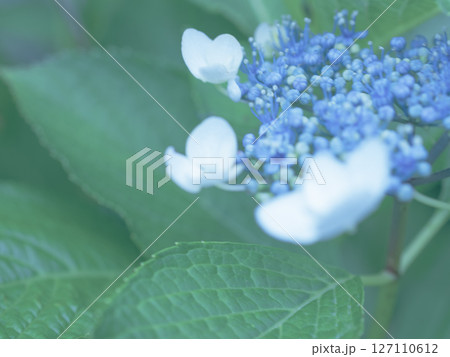 霧な霞んだガクアジサイ 霧な霞んだガクアジサイ 127110612