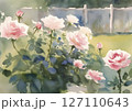 美しい バラ が咲く 穏やかな 庭 の 風景 127110643