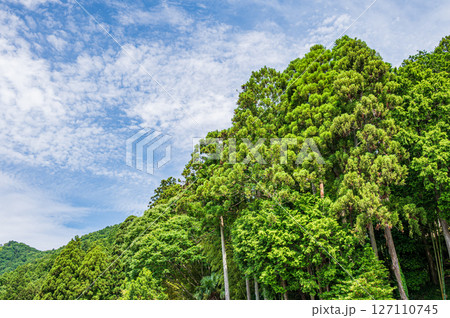 木之本町大音の針葉樹林 滋賀県長浜市 木之本町大音の針葉樹林 滋賀県長浜市 127110745