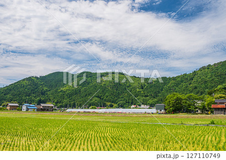 滋賀県湖北地方木之本町の水田風景　長浜市 127110749