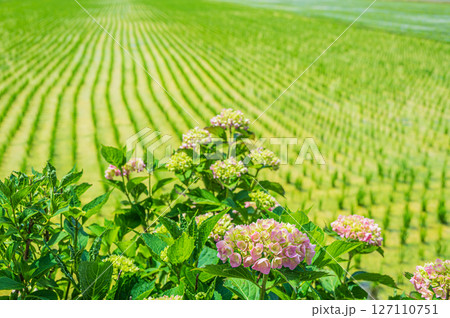 水田の畔に咲くアジサイ 滋賀県長浜市木之本町 水田の畔に咲くアジサイ 滋賀県長浜市木之本町 127110751