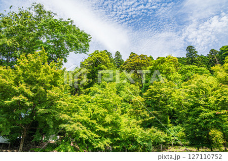 新緑の山林風景 滋賀県長浜市木之本町大音 新緑の山林風景 滋賀県長浜市木之本町大音 127110752
