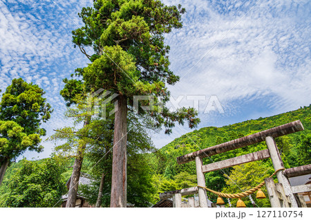 伊香具神社境内の針葉樹 滋賀県長浜市木之本町大音 伊香具神社境内の針葉樹 滋賀県長浜市木之本町大音 127110754