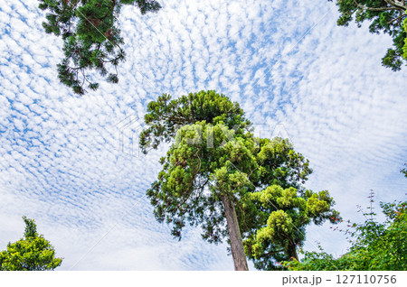 伊香具神社境内の針葉樹　滋賀県長浜市木之本町大音 127110756
