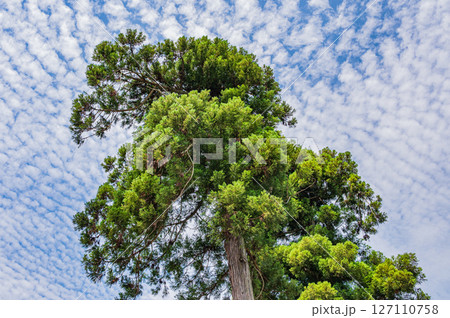 伊香具神社境内の針葉樹　滋賀県長浜市木之本町大音 127110758