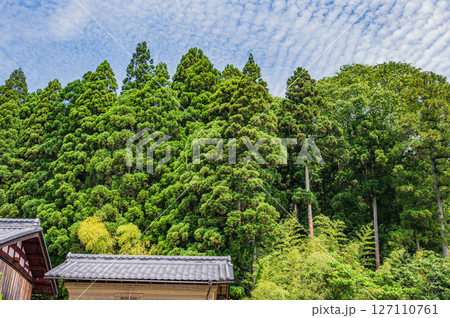 湖北地方の針葉樹林 滋賀県長浜市木之本町大音 湖北地方の針葉樹林 滋賀県長浜市木之本町大音 127110761