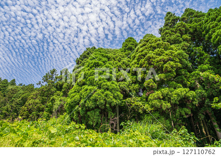 湖北地方の針葉樹林　滋賀県長浜市木之本町大音 127110762