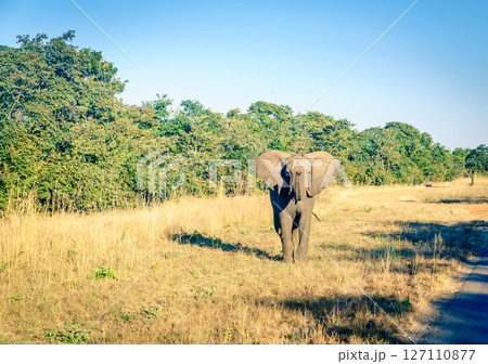 Wild elephant on the road 127110877