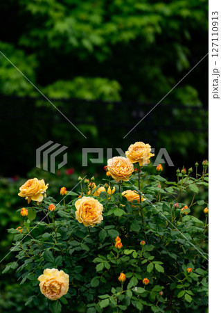 五月のバラ園 五月のバラ園 127110913