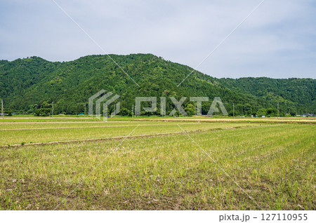 滋賀県湖北地方木之本町の水田風景 長浜市 滋賀県湖北地方木之本町の水田風景 長浜市 127110955