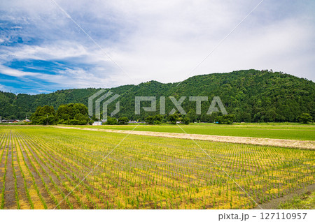 滋賀県湖北地方木之本町の水田風景 長浜市 滋賀県湖北地方木之本町の水田風景 長浜市 127110957