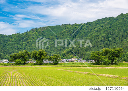 滋賀県湖北地方木之本町の水田風景　長浜市 127110964