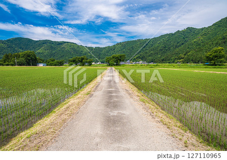 滋賀県湖北地方木之本町の水田風景　長浜市 127110965