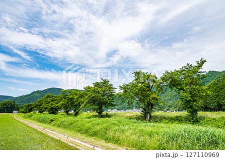 滋賀県湖北地方木之本町の水田風景　長浜市 127110969