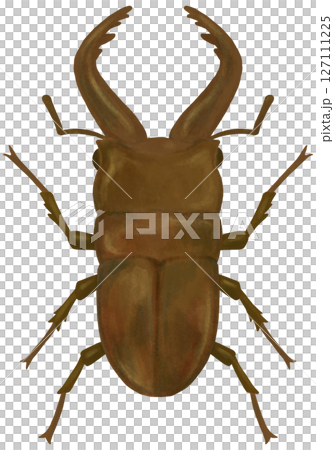 鍬蟲插圖 127111225